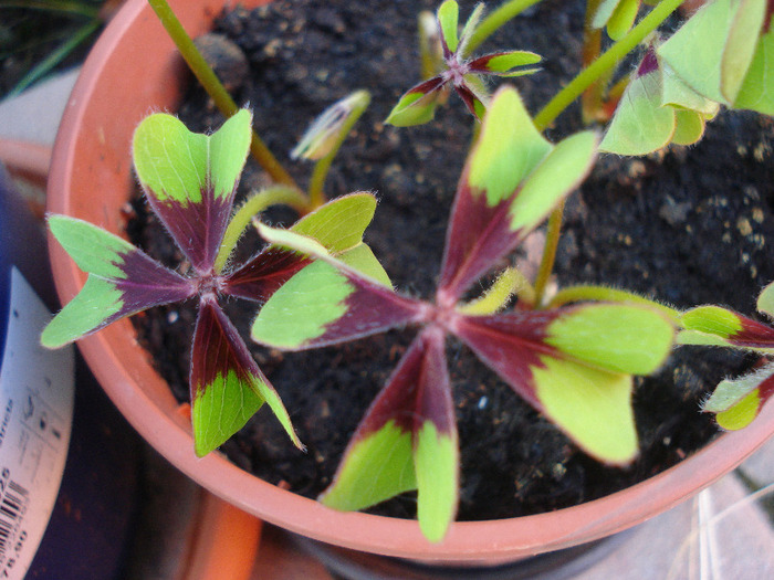 Oxalis Iron Cross (2011, June 07) - Oxalis Iron Cross