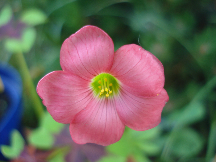 Oxalis Iron Cross (2011, June 18)