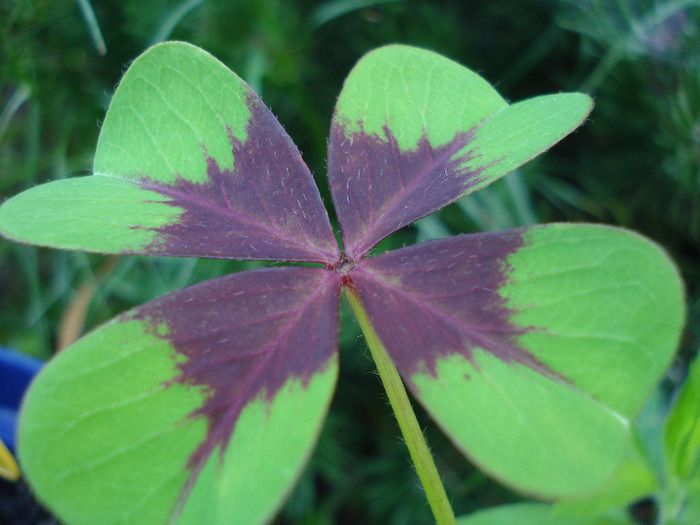 Oxalis Iron Cross (2011, June 18)