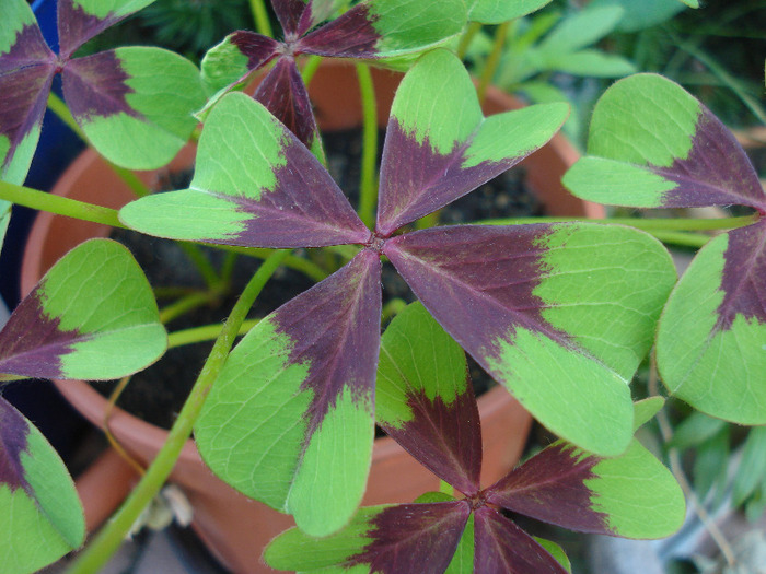 Oxalis Iron Cross (2011, June 19) - Oxalis Iron Cross