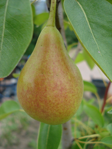 Pears_Pere Napoca (2011, July 23) - Pear Tree_Par Napoca