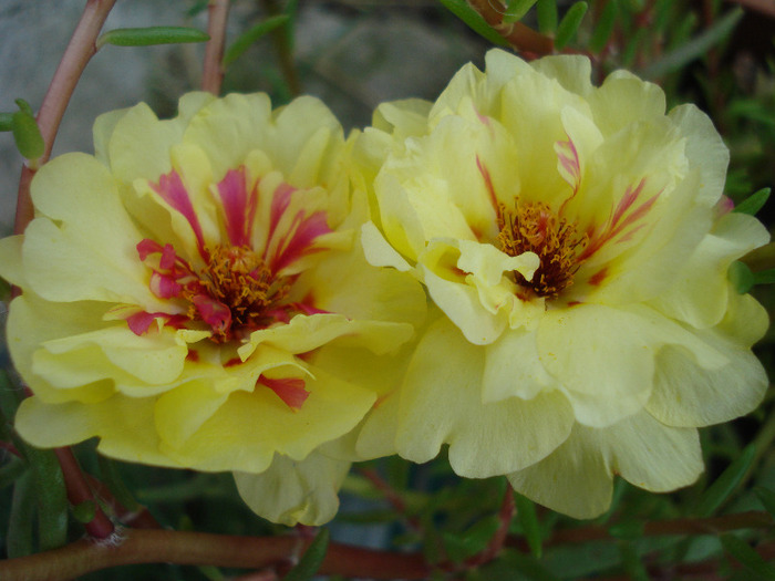 Portulaca grandiflora (2011, July 24)