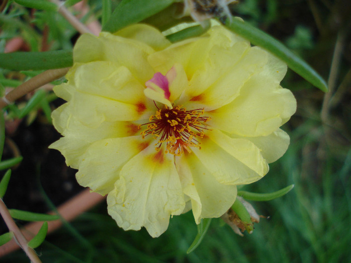 Portulaca grandiflora (2011, July 24) - PORTULACA Grandiflora