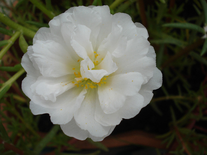 Portulaca grandiflora (2011, July 24) - PORTULACA Grandiflora