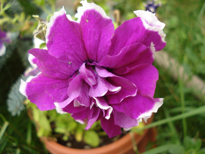 Petunia Purple Pirouette (2011, Jul.23) - PETUNIA Double