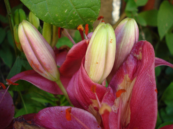 Burgundy lily, 10jul2011