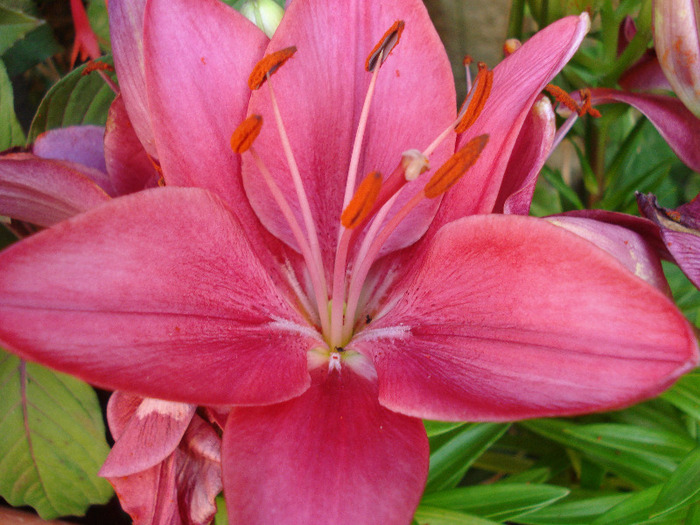 Burgundy lily, 10jul2011