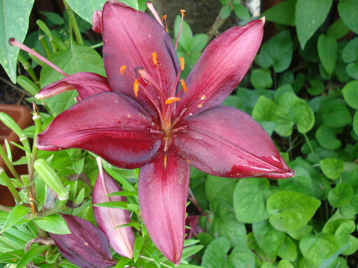 Burgundy lily, 24jul2011 - Burgundy lily