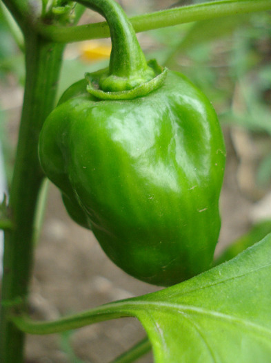 Orange Habanero Pepper (2011, July 23)