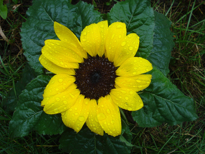 Sunflower (2011, July 03) - SUNFLOWER Helianthus