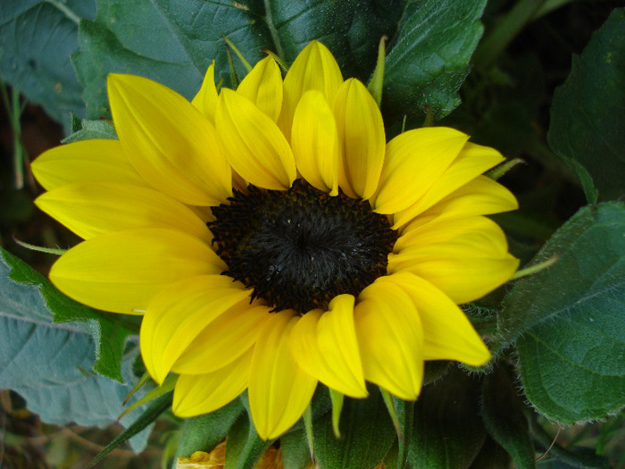 Sunflower (2011, July 10) - SUNFLOWER Helianthus