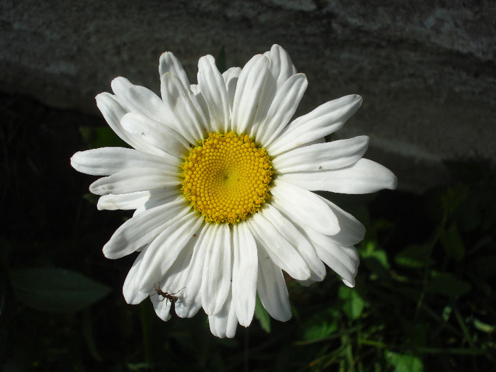 Ox-eye Daisy (2011, June 25) - DAISY Ox-eye Daisy