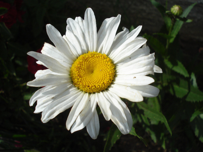 Ox-eye Daisy (2011, June 25) - DAISY Ox-eye Daisy