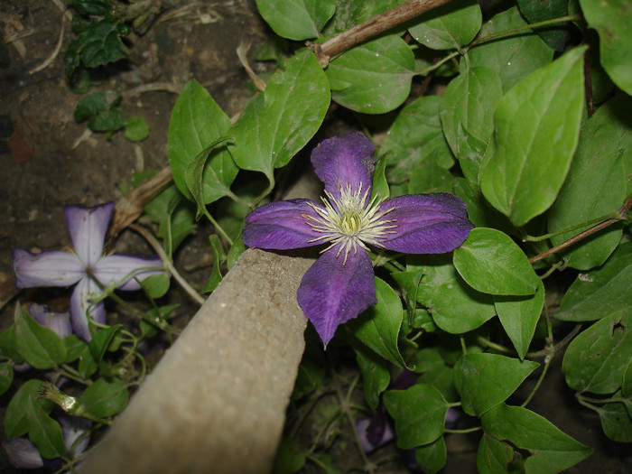 asta face flori mici si putine - Clematis