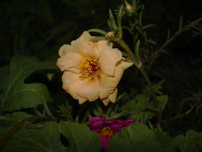 flori de gheata noaptea - Flori anuale