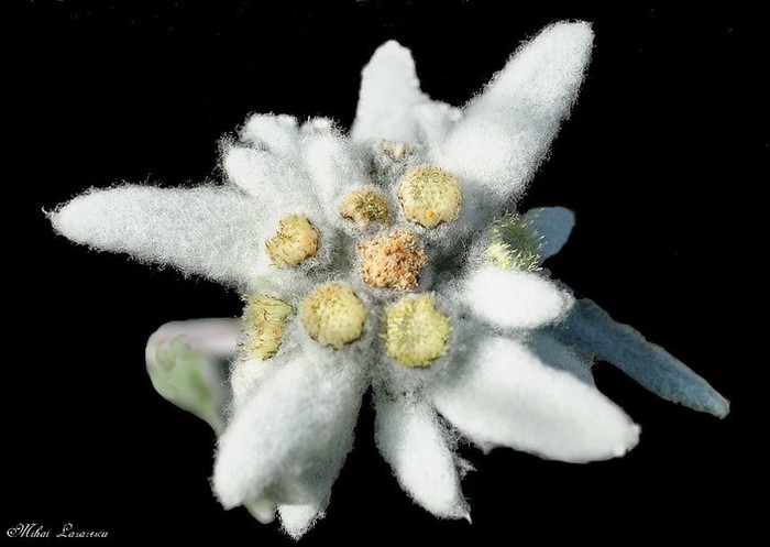 floare de colt - Bucegi 22-24 iulie 2011