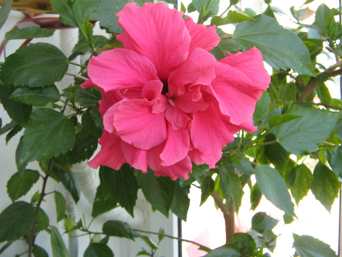 IMG_5397 - a Flori 2011