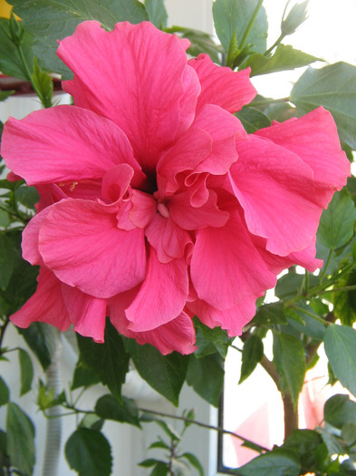 IMG_5398 - a Flori 2011