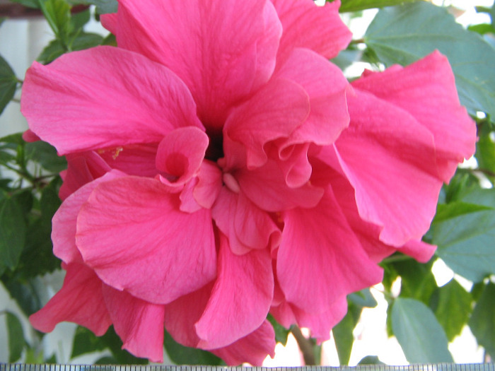 IMG_5399 - a Flori 2011
