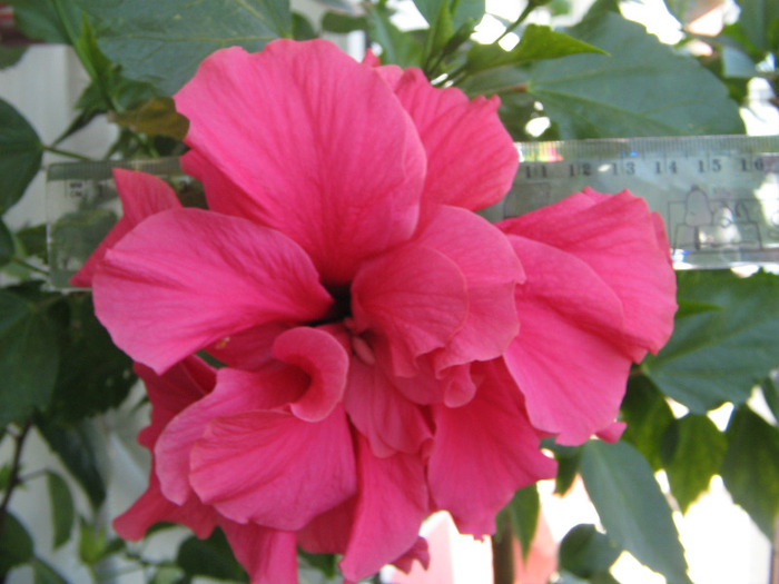 IMG_5400 - a Flori 2011