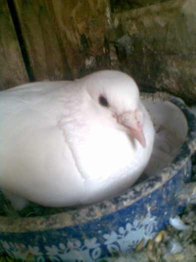 Imag044 - PORUMBEI MEI ALBI