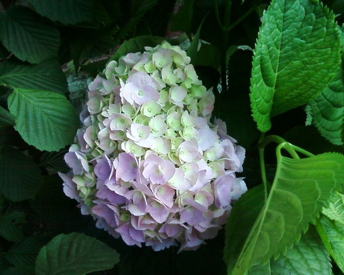 Fotografie-0448 - hortensie