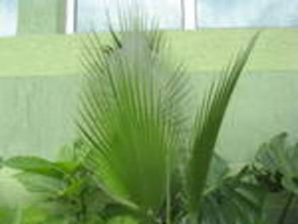palmier palmat