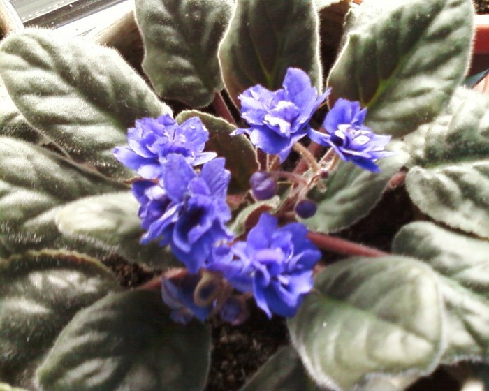 Florentina37-multumesc