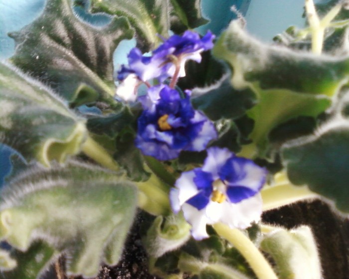 Florentina37-multumesc