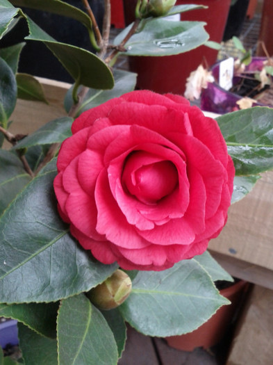 21.07.11 - Camelia Red Red Rose
