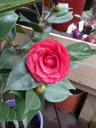 21.07.11 - Camelia Red Red Rose