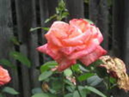 un trandafir - flori iulie 2011