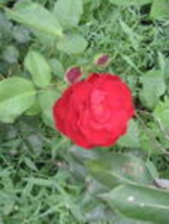 rosu rosu - flori iulie 2011