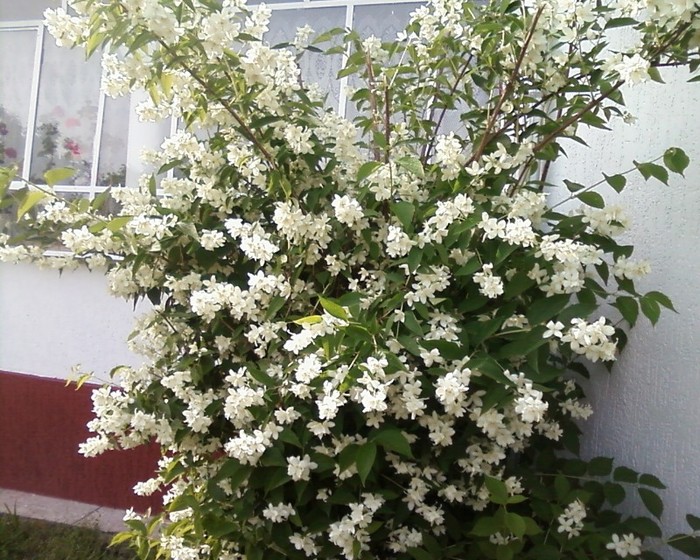 lămâiță- pui de vânzare- 3 lei -puiu