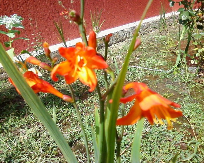 monbretia