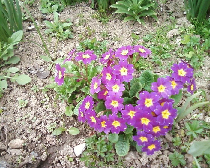 Florentina37-multumesc