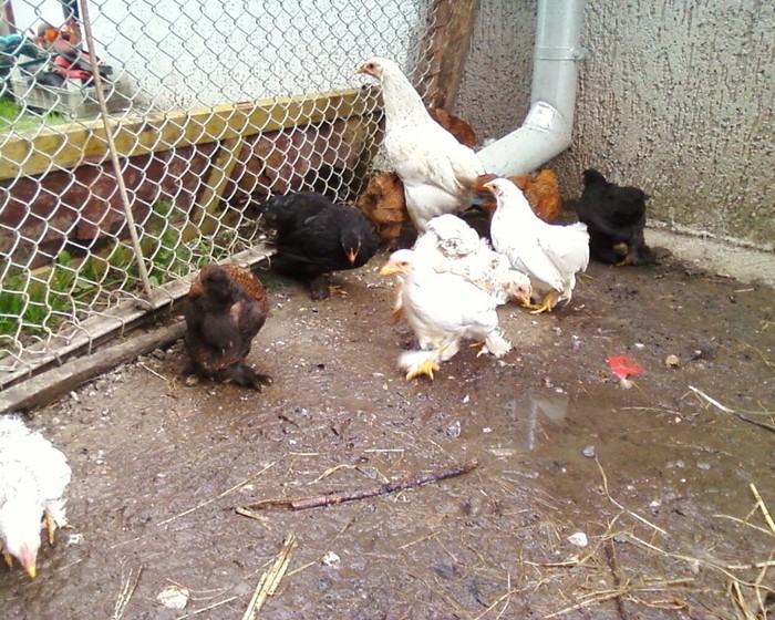 Fotografie-0444 - mica mea ferma