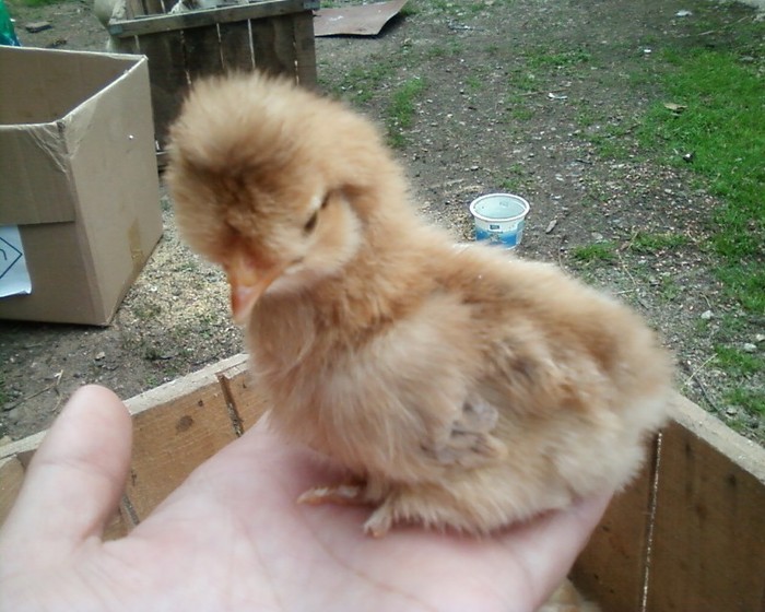 Fotografie-0347 - mica mea ferma