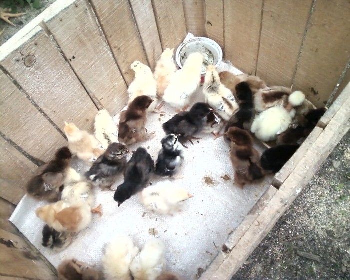 Fotografie-0353 - mica mea ferma