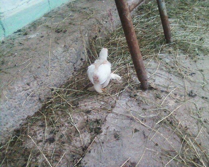 Fotografie-0358 - mica mea ferma