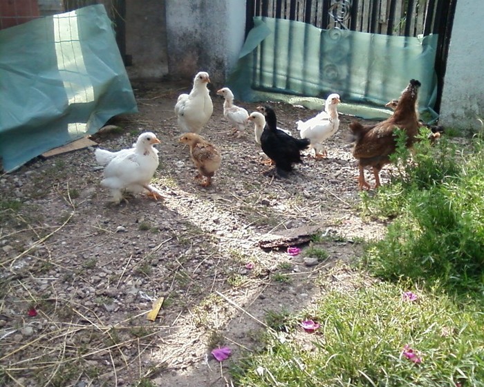 Fotografie-0388 - mica mea ferma