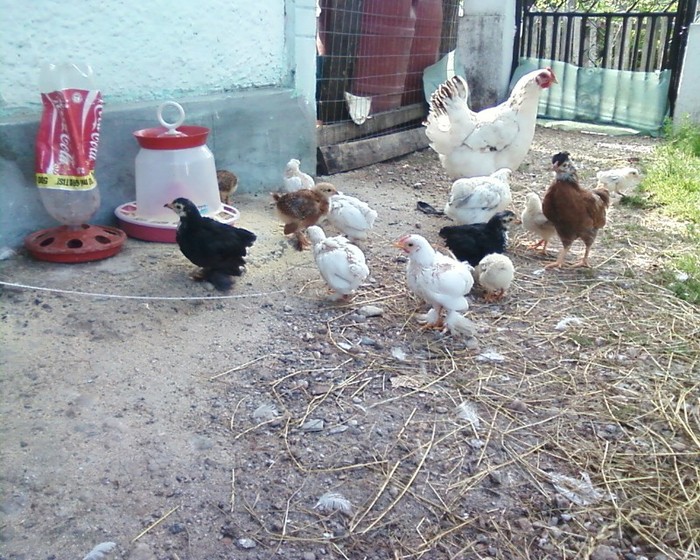 Fotografie-0389 - mica mea ferma