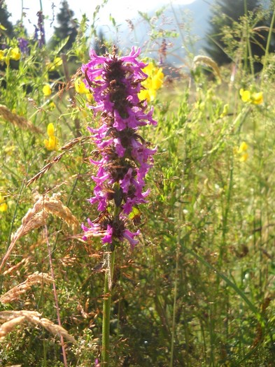 Mi-am pierdut identitatea - FLORI DIVERSE