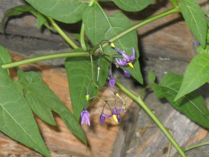 Dar       EU? - FLORI DIVERSE