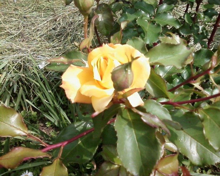 Fotografie-0316 - trandafiri gradina