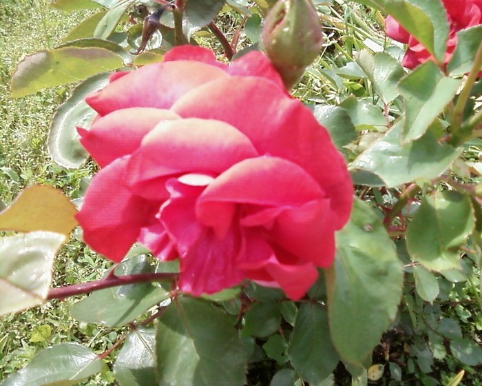 Fotografie-0317 - trandafiri gradina