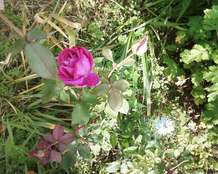Fotografie-0375 - trandafiri gradina