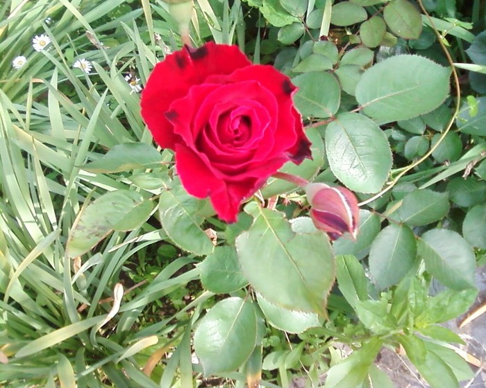 Fotografie-0377 - trandafiri gradina