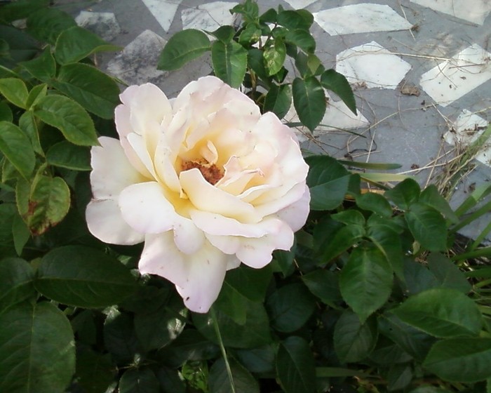 Fotografie-0380 - trandafiri gradina