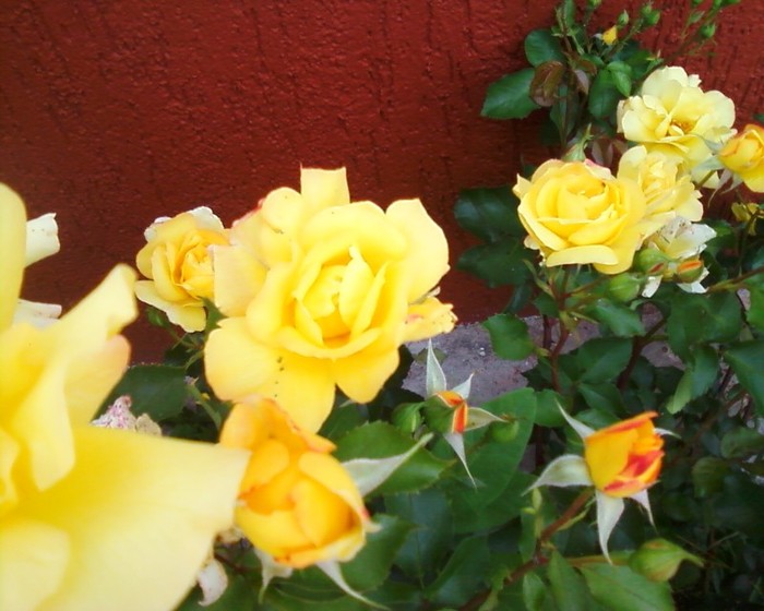 Fotografie-0381 - trandafiri gradina